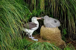 Browed: Black-browed Albatross (Thalassarche melanophris)