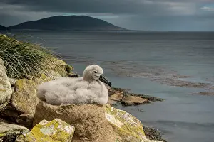Browed: Black-browed Albatross (Thalassarche melanophris)