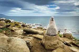 Browed: Black-browed Albatross (Thalassarche melanophris)