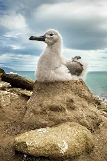 Browed: Black-browed Albatross (Thalassarche melanophris)