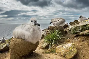 Browed: Black-browed Albatross (Thalassarche melanophris)