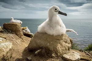 Browed: Black-browed Albatross (Thalassarche melanophris)