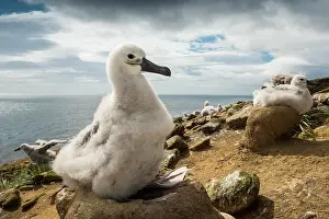Browed: Black-browed Albatross (Thalassarche melanophris)