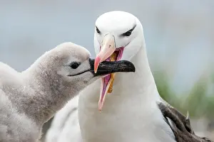 Browed: Black-browed Albatross (Thalassarche melanophris)