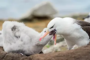 Browed: Black-browed Albatross (Thalassarche melanophris)