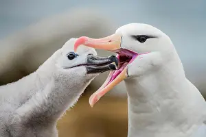 Browed: Black-browed Albatross (Thalassarche melanophris)