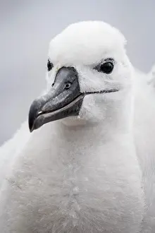Browed: Black-browed Albatross (Thalassarche melanophris)