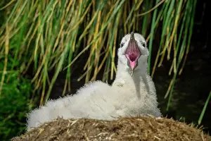 Browed: Black-browed Albatross (Thalassarche melanophris)