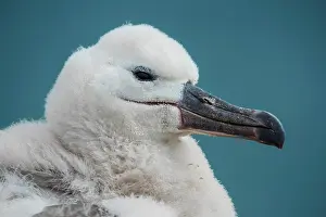 Browed: Black-browed Albatross (Thalassarche melanophris)