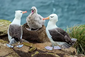 Browed: Black-browed Albatross (Thalassarche melanophris)