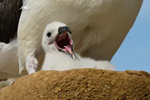 Communicate: Black-browed Albatross (Thalassarche melanophris), Saunders