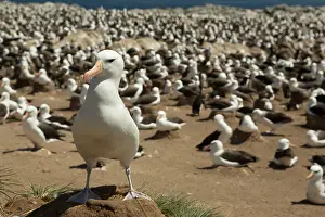 Browed: Black-browed Albatross (Thalassarche melanophry