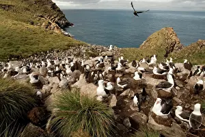 Melanophrys: Black-browed Albatross, Thalassarche melanophrys