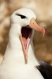 Melanophrys: Black-browed Albatross, Thalassarche melanophrys