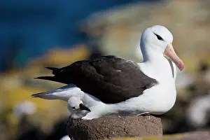 Browed: Black-browed Albatross (Thalassarche melanophrys)