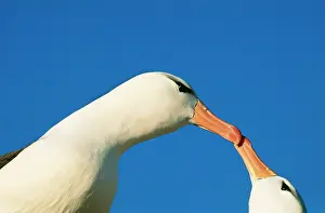 Melanophrys: Black-browed ALBATROSS - touching beaks in courtship