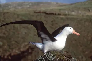 Browed: Black-browed ALBATROSS - wings outstretched