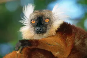 Beards: Black / Brown Lemur - Female