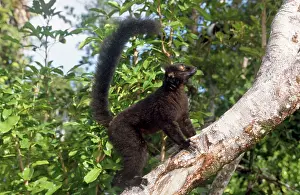 Macaco: BLACK / BROWN LEMUR - Male on tree trunk