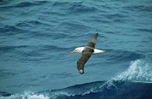 Melanophrys: Black-browned Albatross