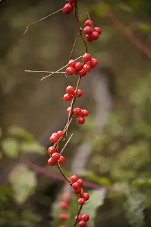 Bryony: Black Bryony