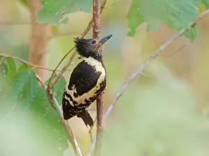 Vietnam: Black and Buff Woodpecker Meiglyptes jugularis Cat