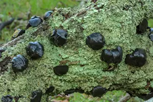 Bark: Black bulgar, Bulgaria inquinans on the bark of