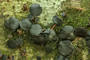 Jelly: Black bulgar, Bulgaria inquinans, fungus on the