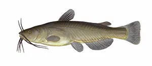 Catfish: Black Bullhead