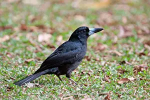 Butcherbird: Black Butcherbird