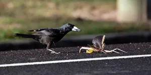 Roadkill: Black Butcherbird_About to grab a large stick insect