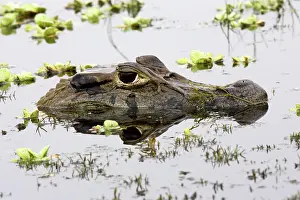 Melanosuchus: Black Caiman