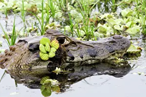 Melanosuchus: Black Caiman