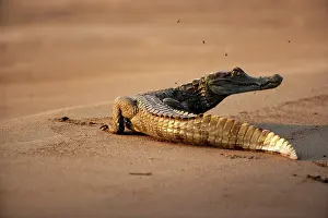 Melanosuchus: Black caiman