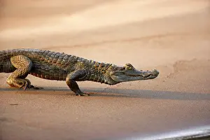 Melanosuchus: Black Caiman