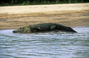 Caimans: Black Caiman