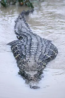 Alligatoridae: Black Caiman