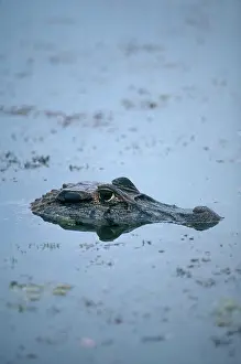 Juarez: Black Caiman