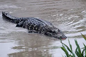 Caimans: Black Caiman