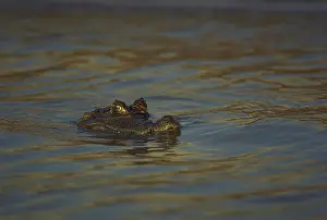 Niger: Black Caiman
