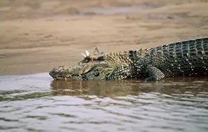Caimans: Black CAIMAN - close-up of butterflies on head