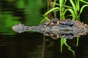 Caimans: Black Caiman, flooded forest, Amazon, Mamiraua Reserve