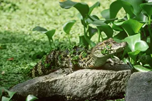 Alligatoridae: Black Caiman (Melanosuchus niger)
