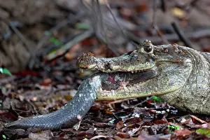 Caimans: Black caiman (Melanosuchus niger) eating a fish