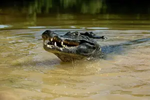 Mary: Black Caiman, Melanosuchus niger, lunging