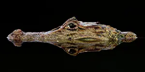 Caimans: Black caiman (Melanosuchus niger) with reflectio