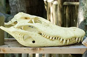 Niger: Black Caiman Skull