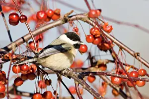 Chickadees: Black-capped Chickadee