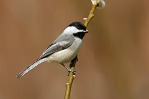 Chickadees: Black-capped Chickadee