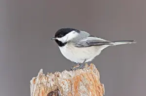 Chickadees: Black-capped Chickadee